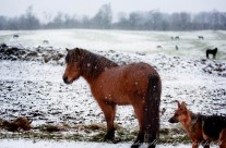Med hest og hund i sneen